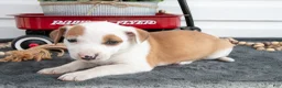 Jack Chi dogs for sale: Bess - Ad 2