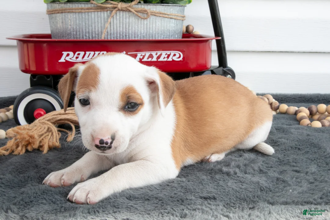 Jack Chi dogs for sale: Bess - Ad 2