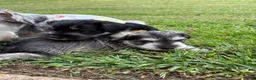 Standard Schnauzer dogs for sale: Athena (Gray) - Ad 3