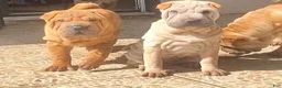 Shar Pei dogs for sale: Goose - Ad 6