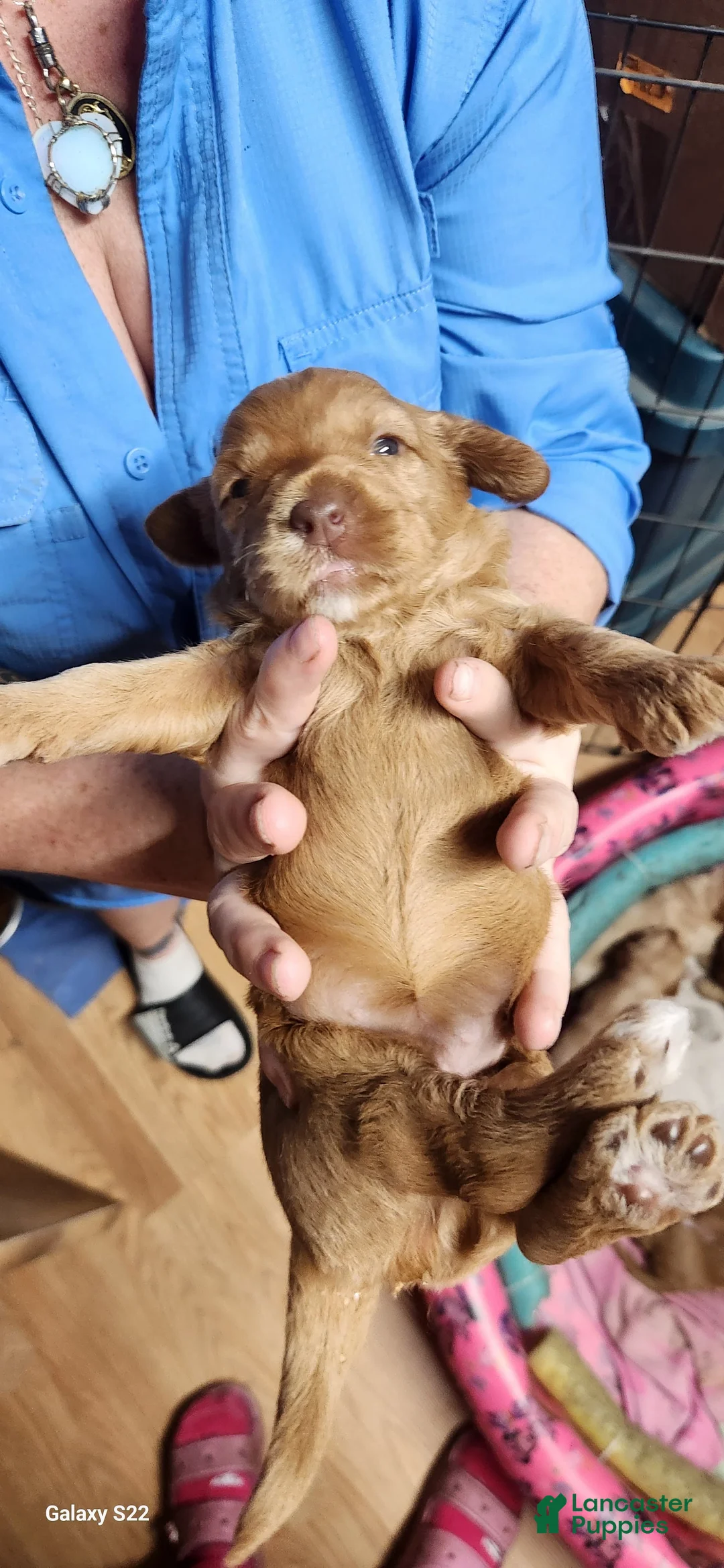 Australian Labradoodle dogs for sale: Moxi - Ad 1