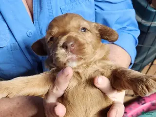 Australian Labradoodle dogs Moxi - Ad 3