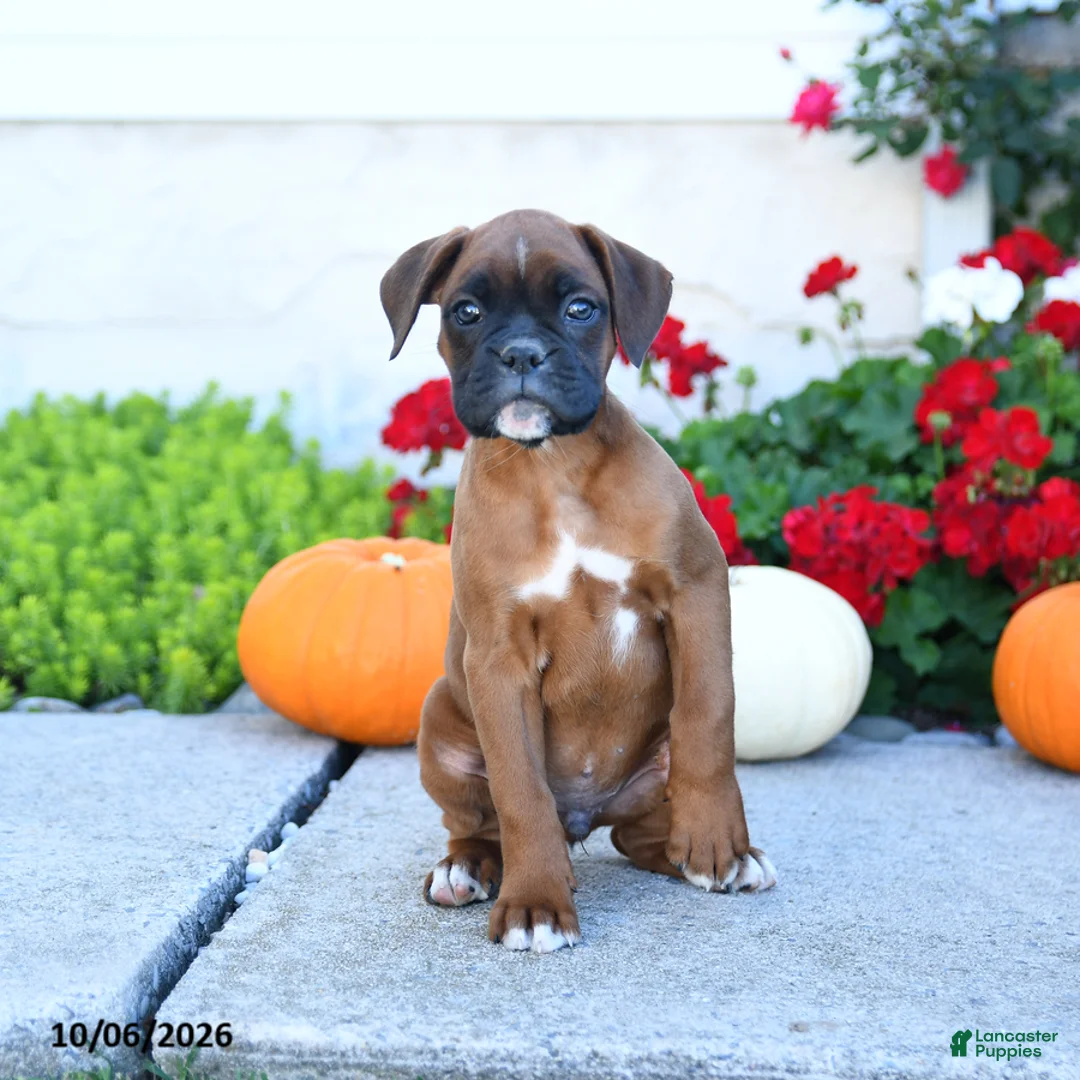 Boxer dogs for sale: Max - Ad 2