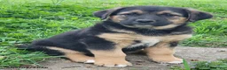 Mixed Breed dogs for sale: Tucker - Ad 1