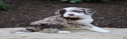 Mixed Breed dogs for sale: Flora - Ad 5