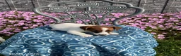 Jack Russell Terrier dogs for sale: Kaleb - Ad 3