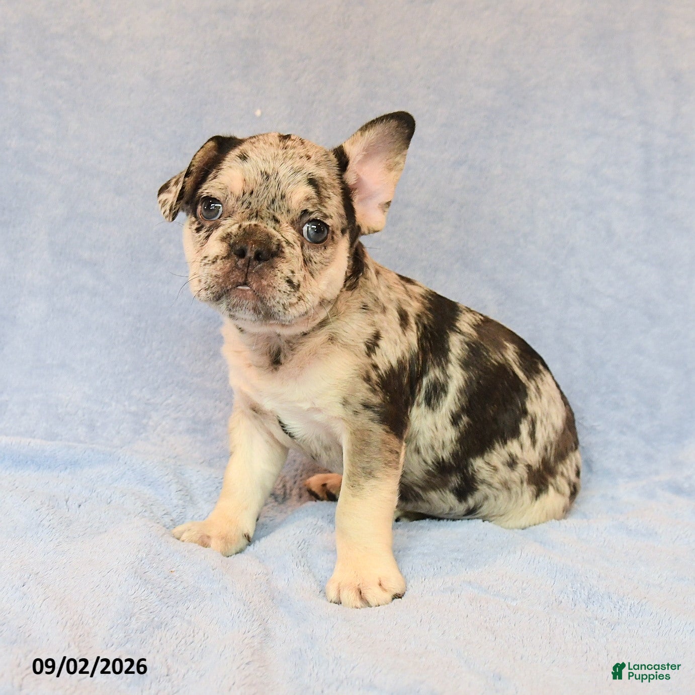 French Bulldog dogs Trucker - Ad 1