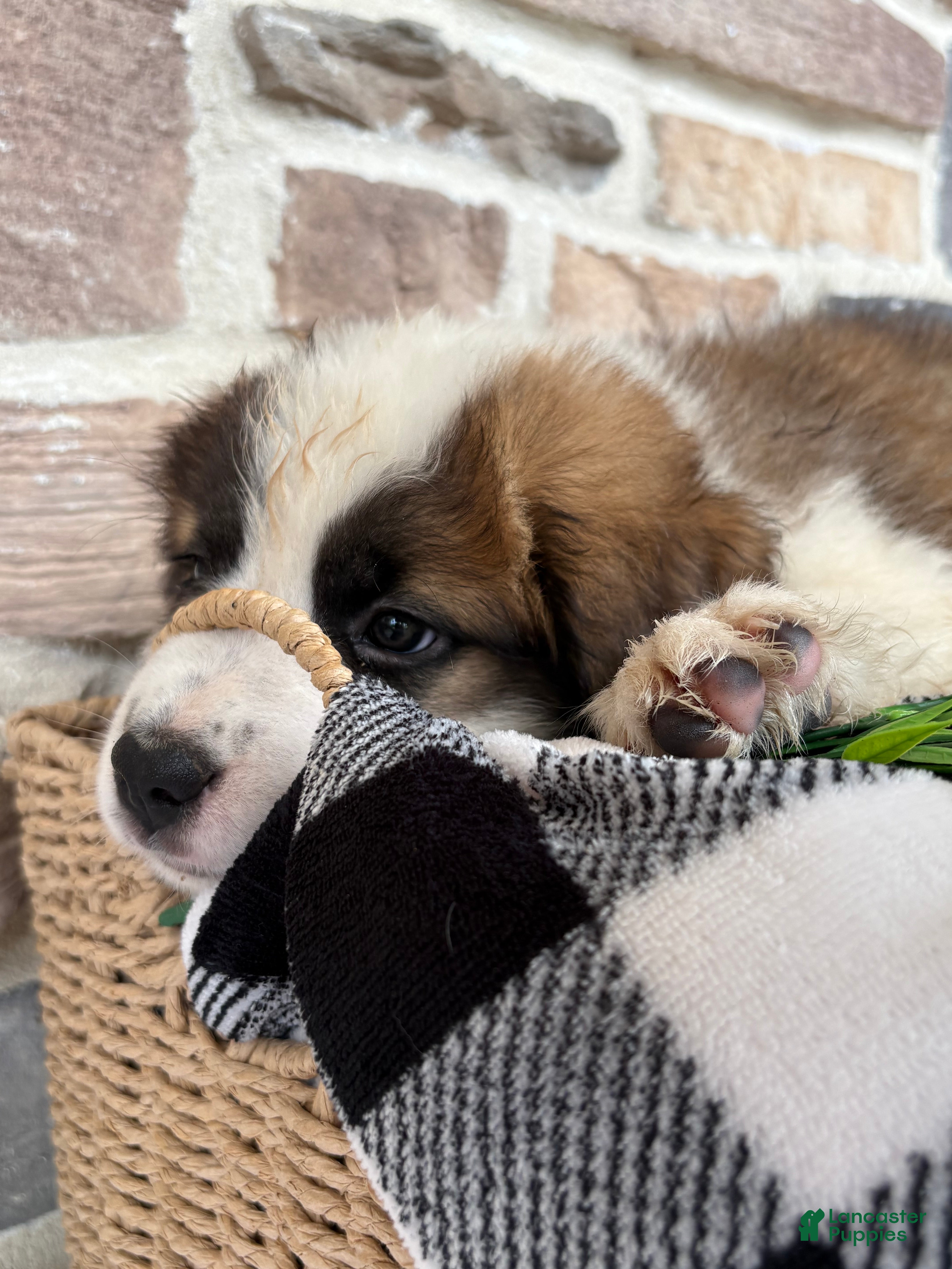 Saint Bernard dogs Honda - Ad 2