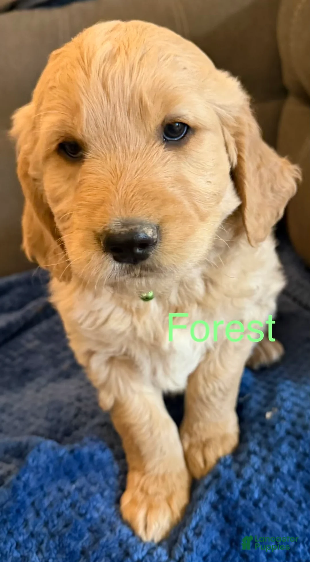 Goldendoodle dogs for sale: Forest - Ad 1