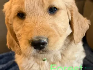 Goldendoodle dogs Forest - Ad 12