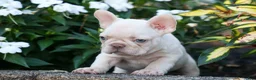 French Bulldog dogs for sale: Ronnie🐾 - Ad 3