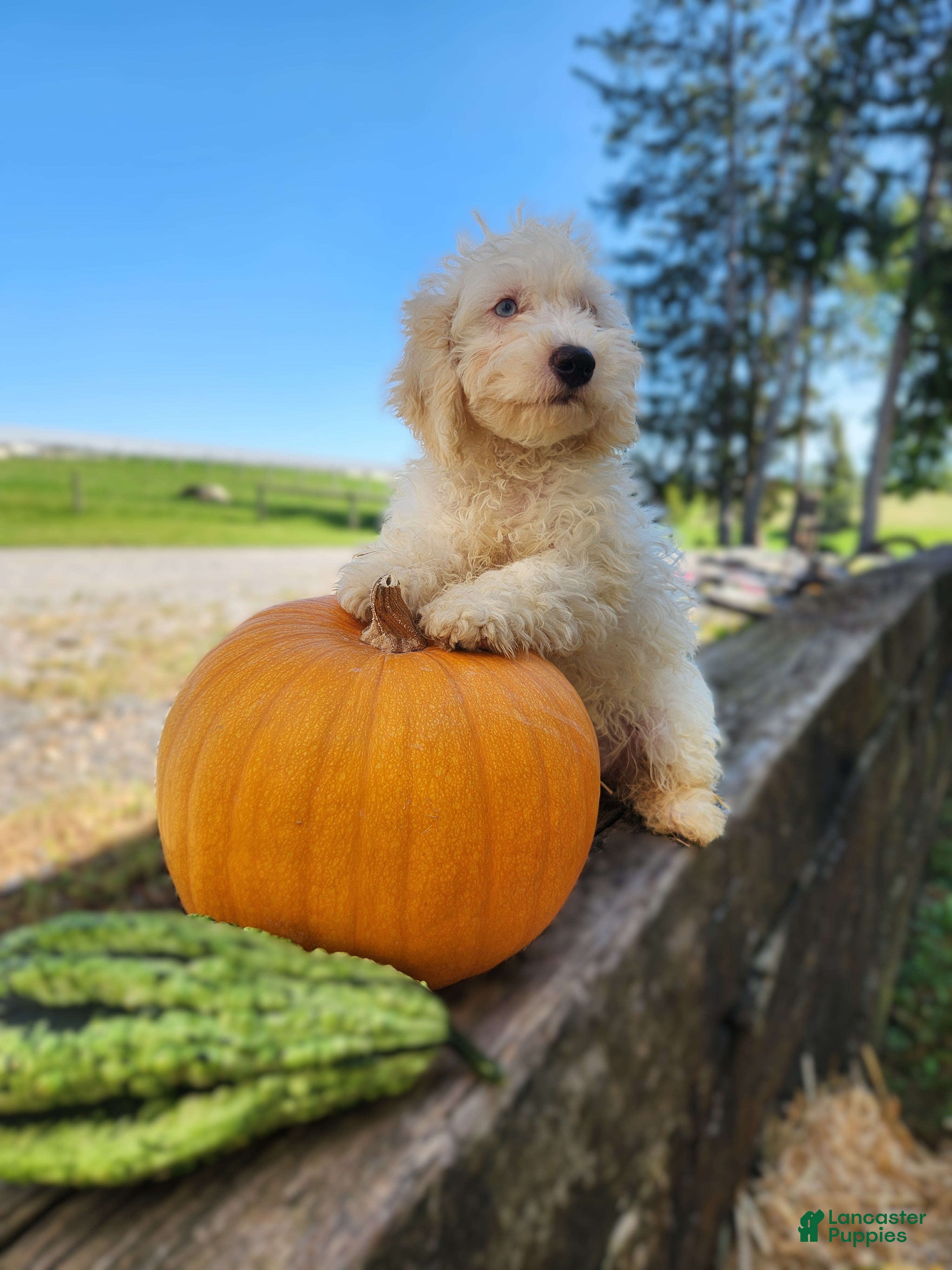 Cockapoo dogs Vanilla - Ad 2