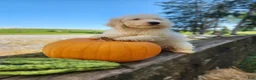 Cockapoo dogs for sale: Vanilla - Ad 2