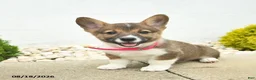 Welsh Corgi Pembroke dogs for sale: Beauty  - Ad 4