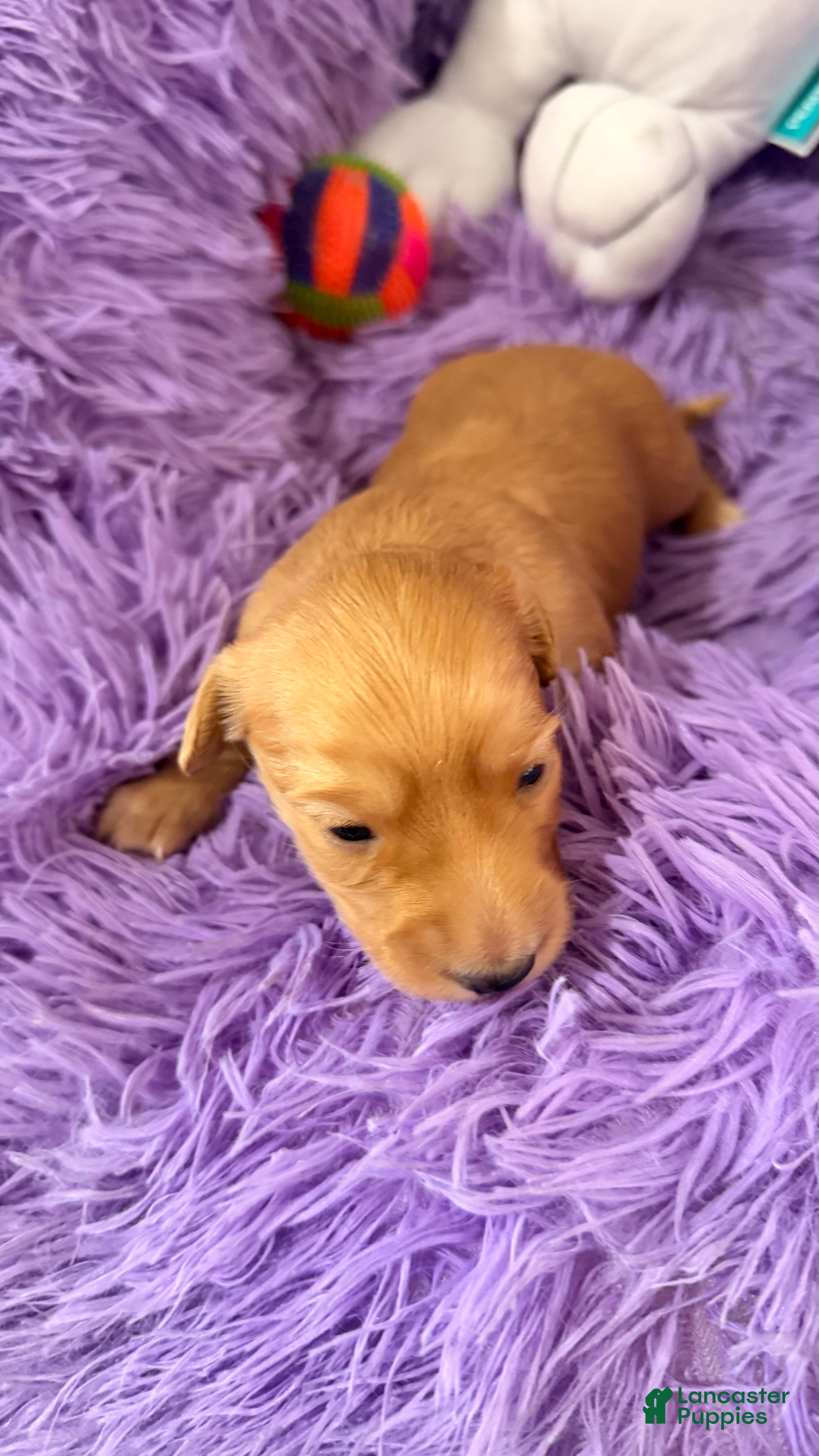 Dachshund dogs Dachshund 2 - Ad 1