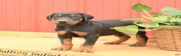 Doberman Pinscher dogs for sale: Walker - Ad 3