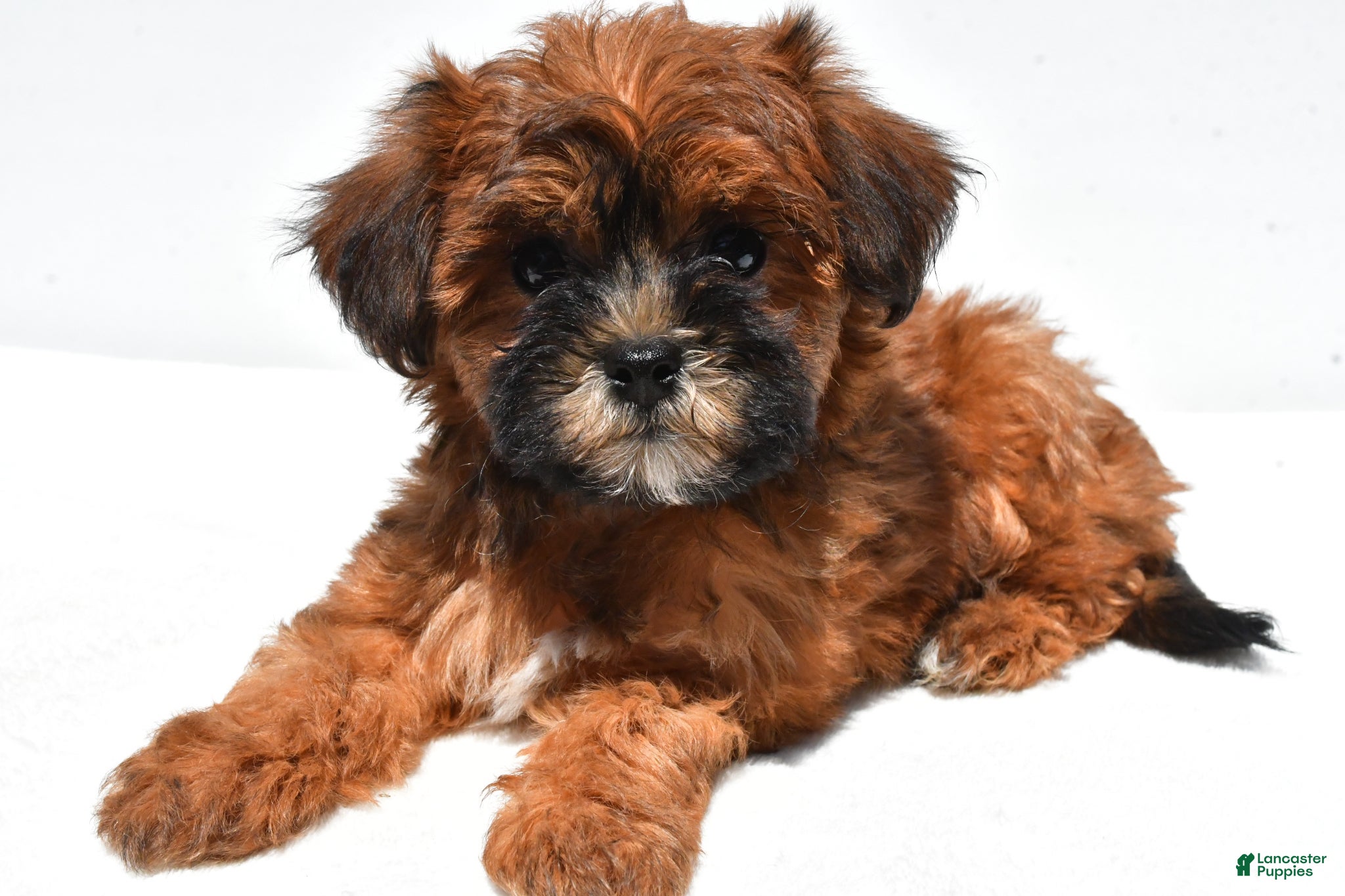 Shihpoo dogs Patty - Ad 2