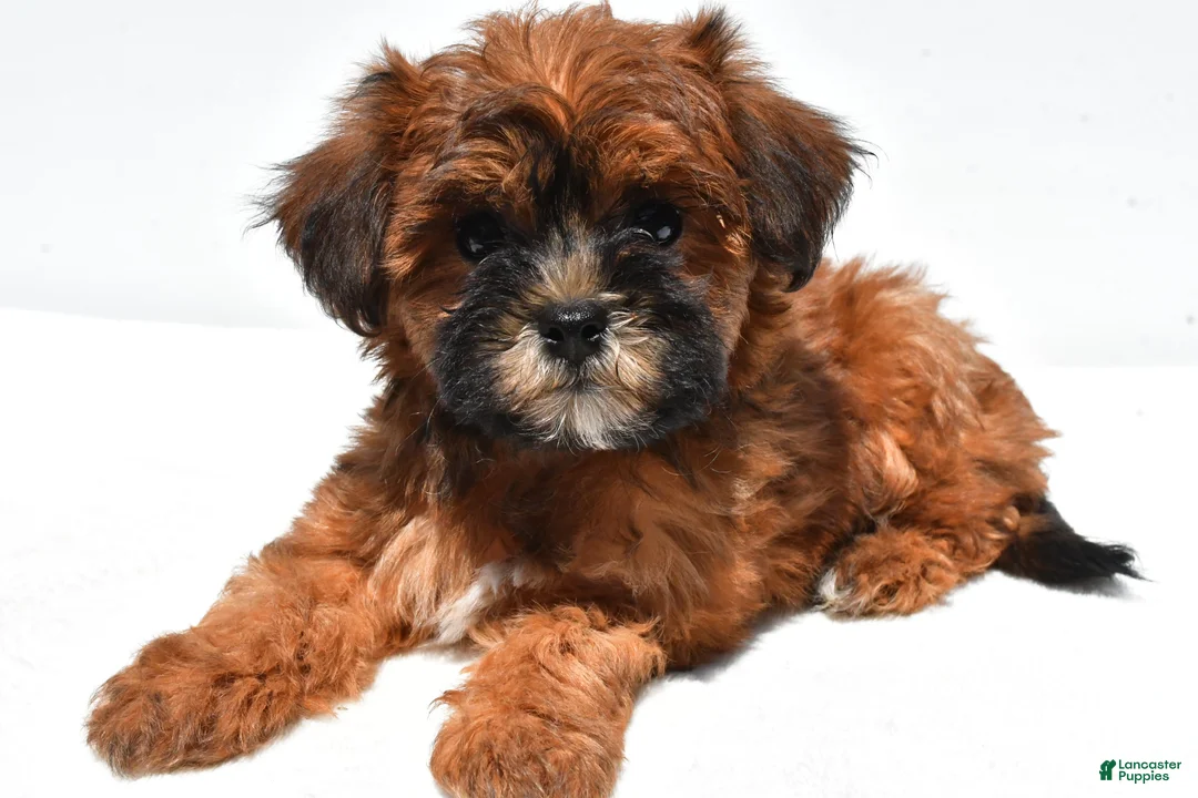 Shihpoo dogs for sale: Patty - Ad 2