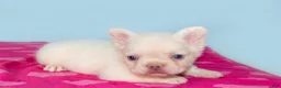 French Bulldog dogs for sale: French Bulldog 2 - Ad 2