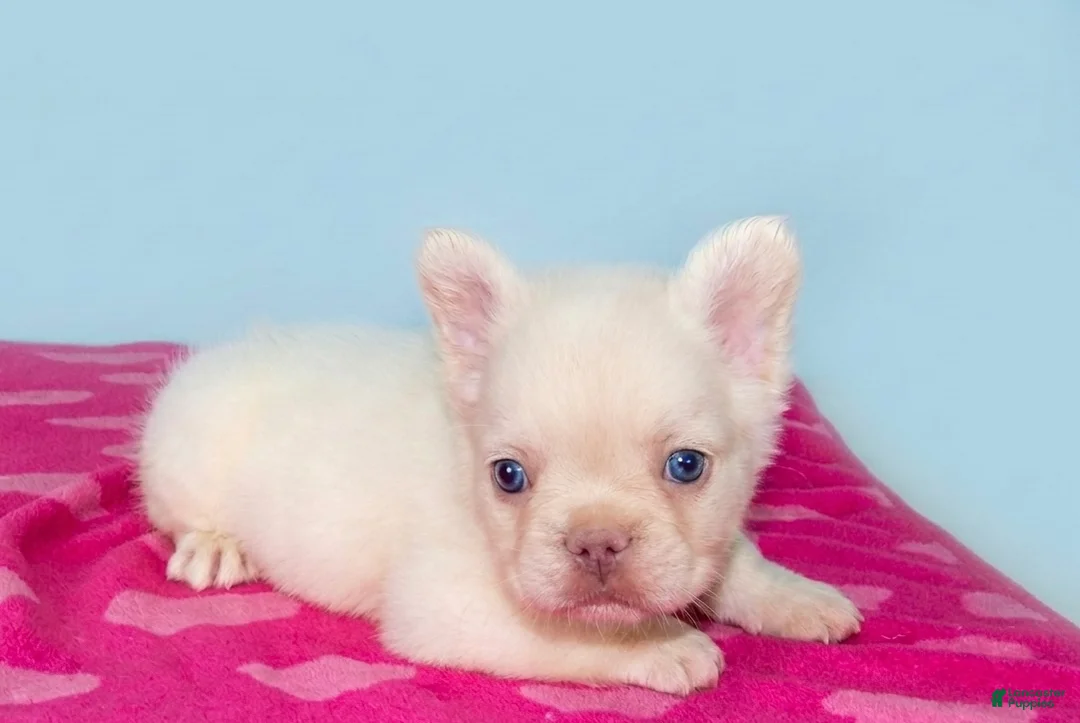French Bulldog dogs for sale: French Bulldog 2 - Ad 2