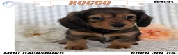 Miniature Dachshund dogs for sale: Rocco - Ad 1