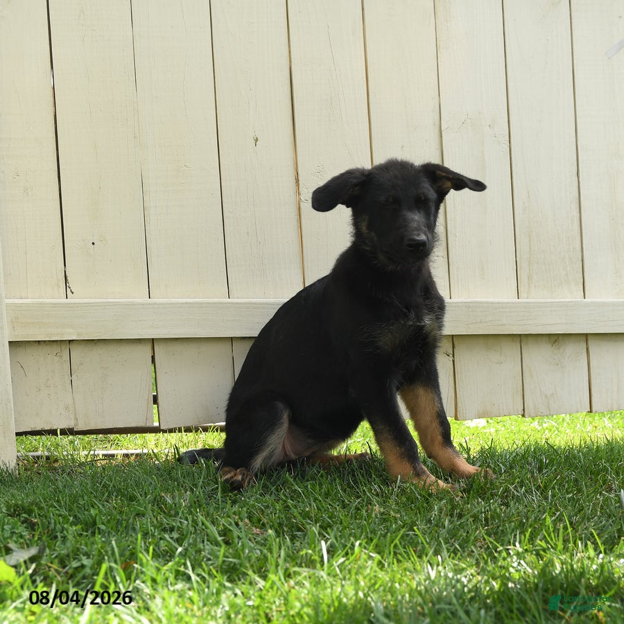 German Shepherd dogs Luna  - Ad 1