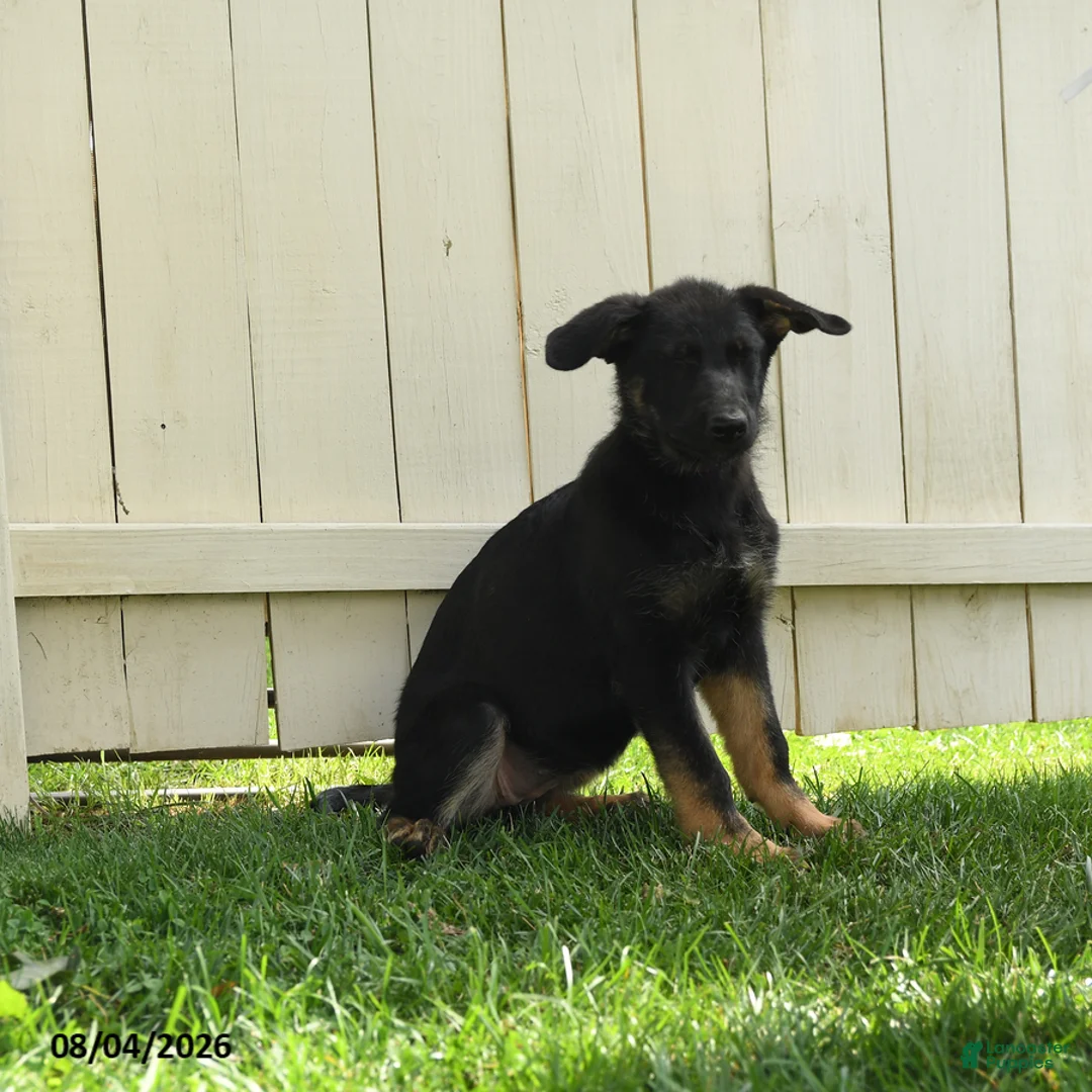 German Shepherd dogs for sale: Luna  - Ad 1