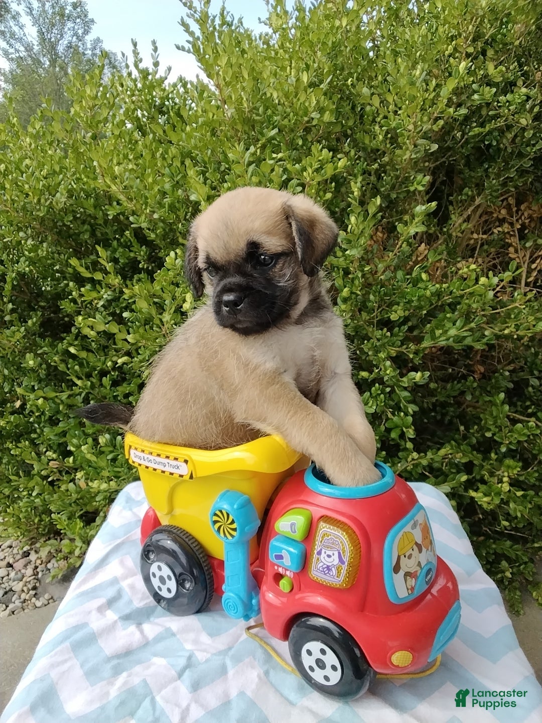 Pug dogs for sale: Kipp - Ad 1