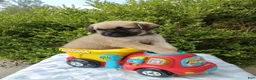 Pug dogs for sale: Kipp - Ad 1