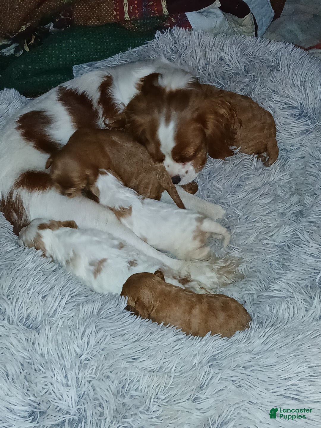 Cavapoo dogs for sale: Rosie - Ad 10