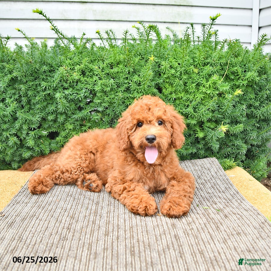 Cavapoo dogs Dixon - Ad 1