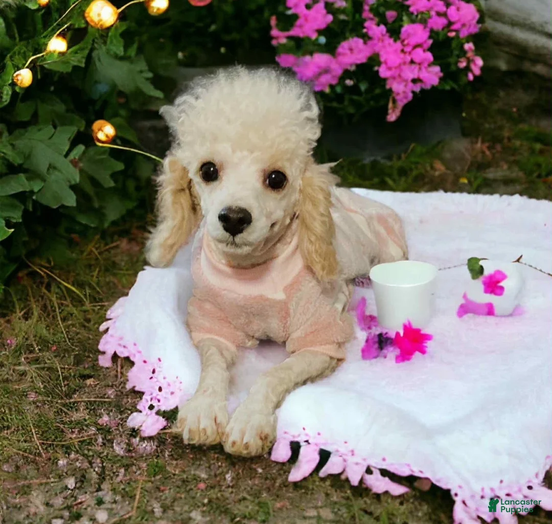 Cavapoo dogs for sale: Teddy - Ad 10