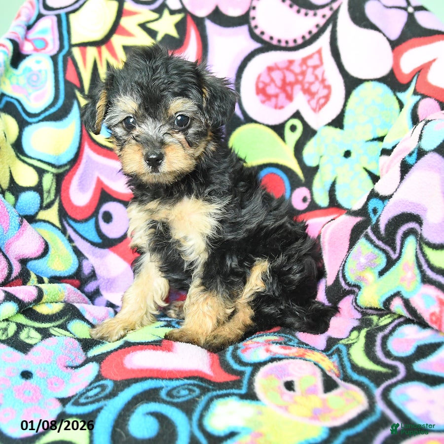 Yorkiepoo dogs Hugh - Ad 8