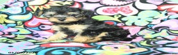 Yorkiepoo dogs for sale: Hugh - Ad 1