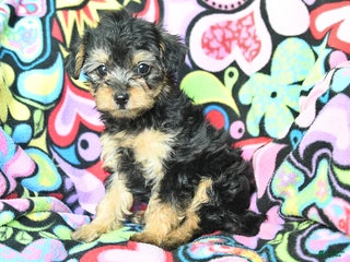 Yorkiepoo dogs Hugh - Ad 8
