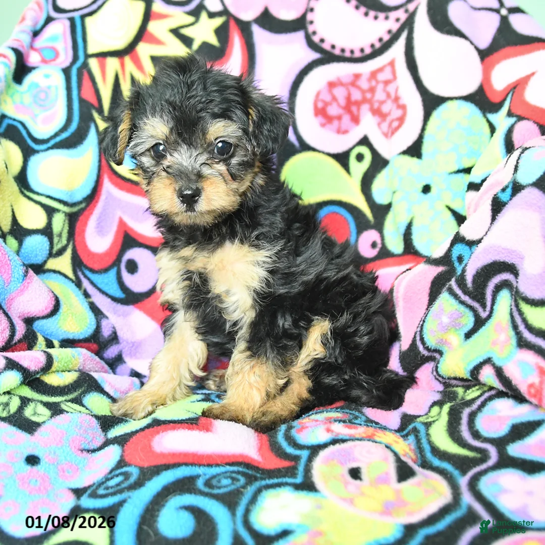 Yorkiepoo dogs for sale: Hugh - Ad 1