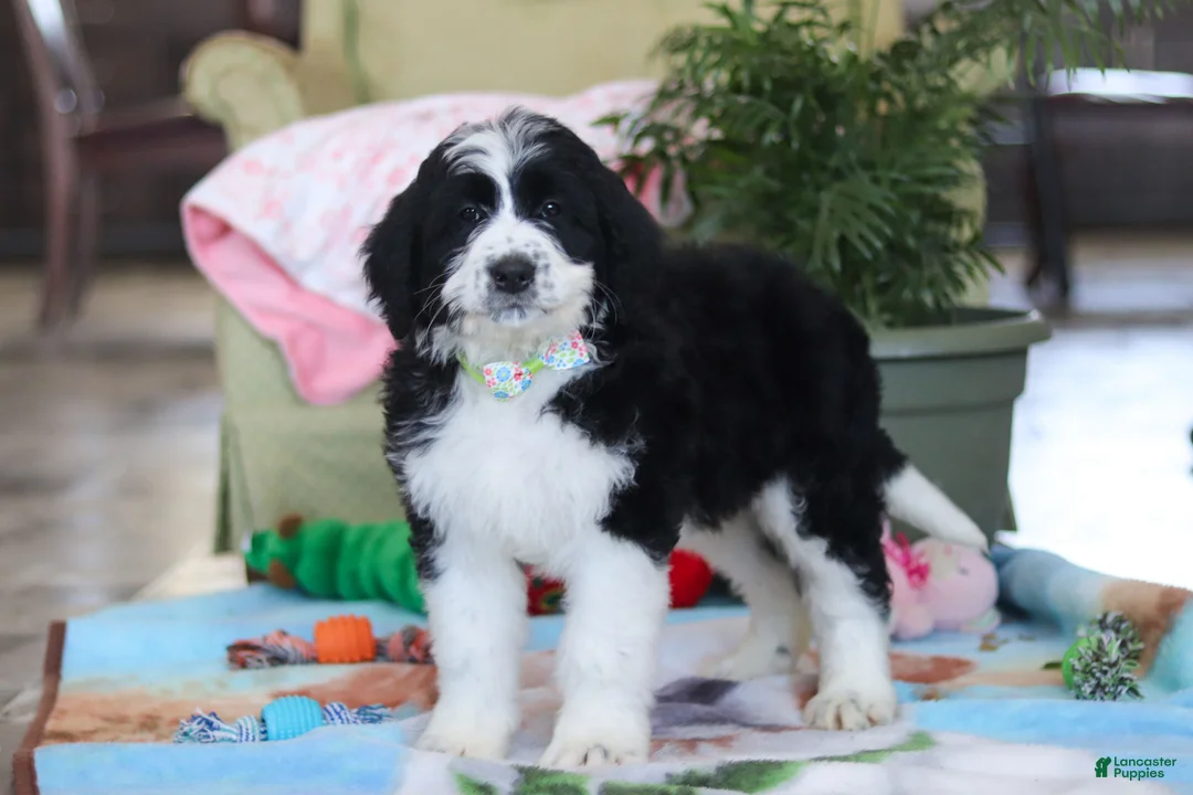 Bernedoodle dogs for sale: Ryder - Ad 4