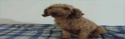 Cavapoo dogs for sale: Blake - Ad 11