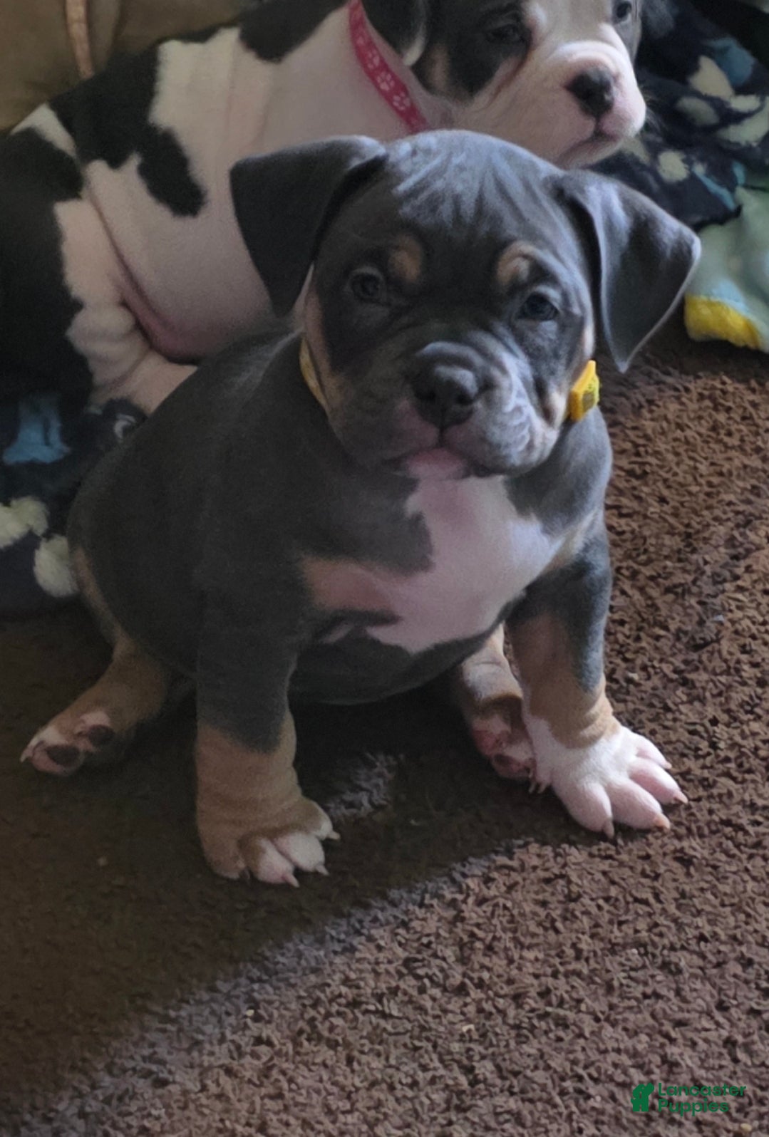 American Bully dogs Freya - Ad 1