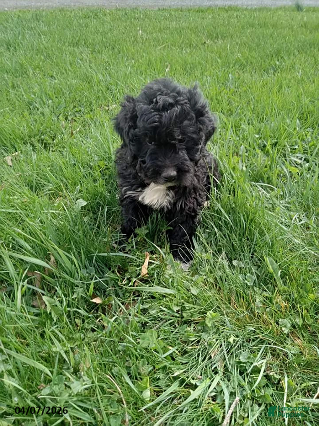 Mini Goldendoodle dogs for sale: Kurt - Ad 1