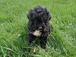 Mini Goldendoodle dogs Kurt - Ad 40