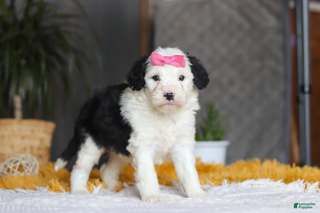 Sheepadoodle dogs for sale: Chica - Ad 5