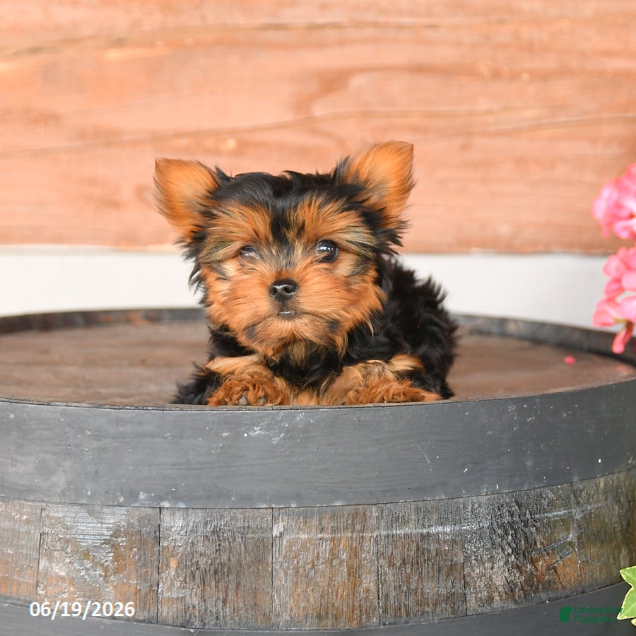 Yorkshire Terrier dogs Toby - Ad 2