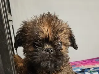 Mixed Breed dogs for sale: Mixed Breed Puppy 1 - Ad 1
