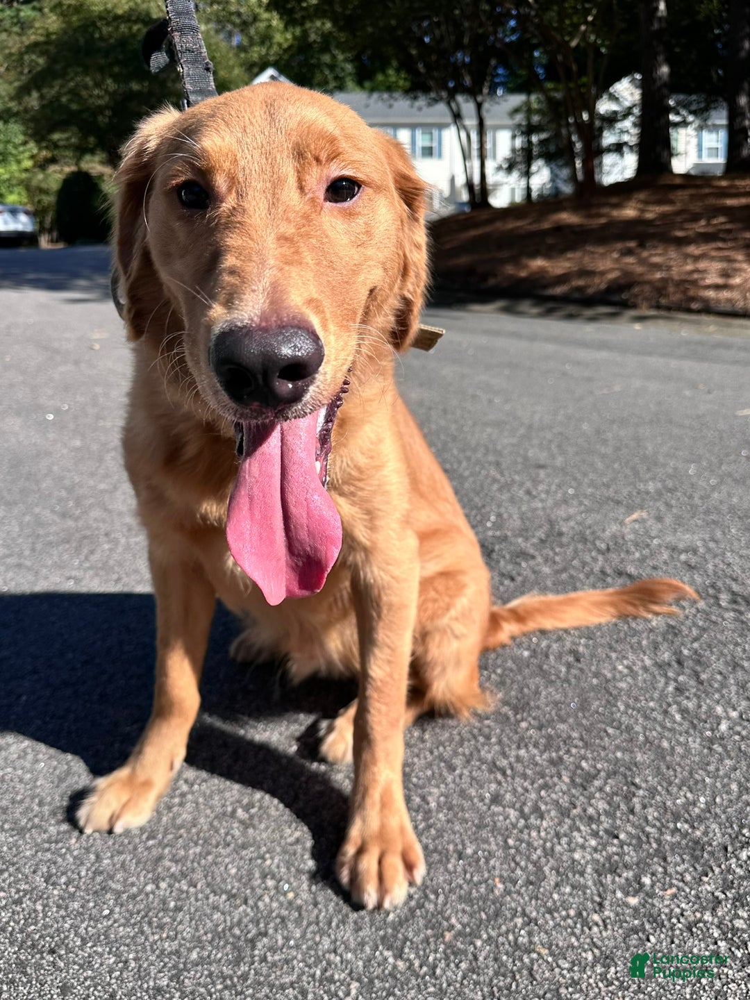 Golden Retriever dogs for sale: Golden Retriever Puppy 1 - Ad 2