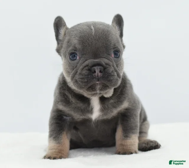 Mixed Breed dogs Zuki hybrid puppy  - Ad 26