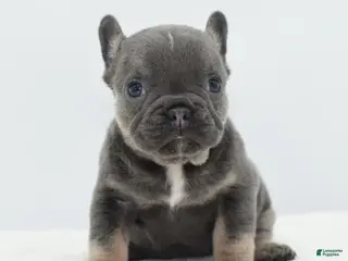 Mixed Breed dogs Zuki hybrid puppy - Ad 11