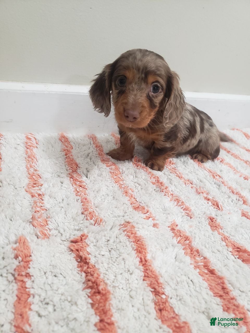 Miniature Dachshund dogs Denver - Ad 1