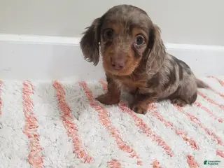 Miniature Dachshund dogs for sale: Denver - Ad 1