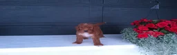 Goldendoodle dogs for sale: Peanut - Ad 9